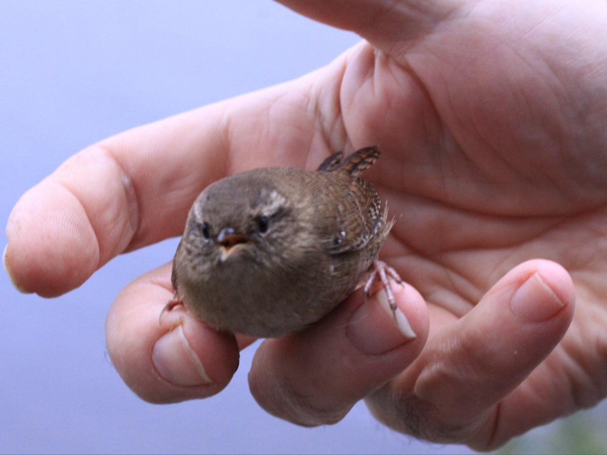 Unexpected Connections at the Mind Body Spirit&nbsp;Show