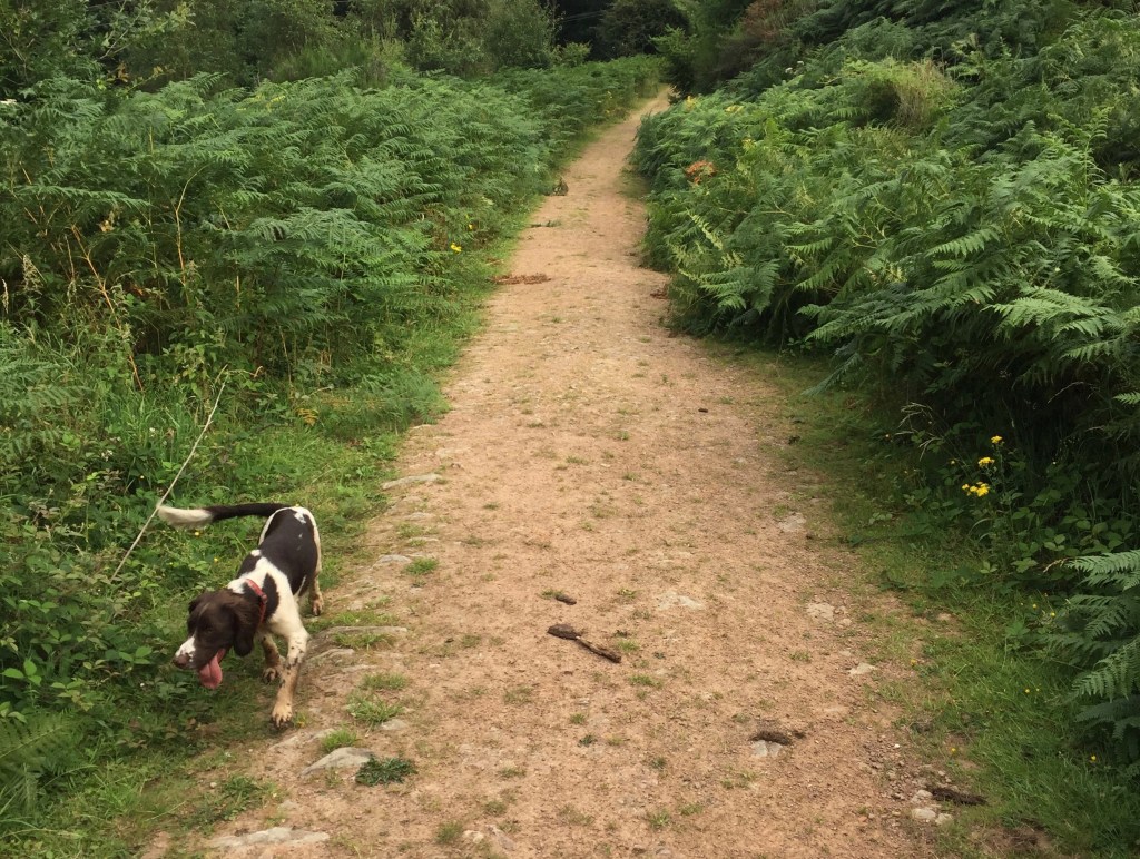 Opportunity for freedom