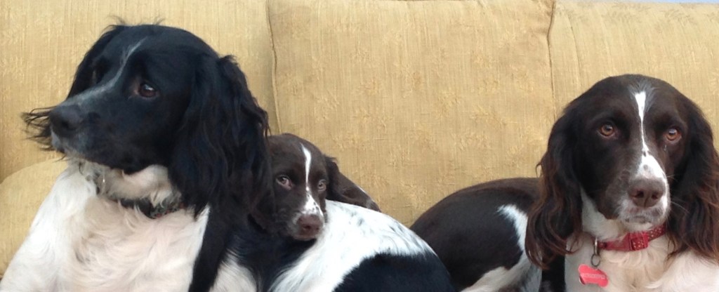 When the dog&nbsp;howls