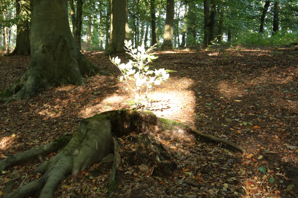 It’s nearly Christmas, why a Christmas&nbsp;tree?