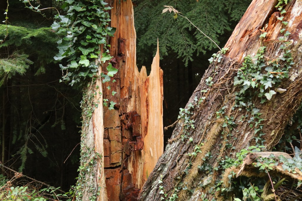 What asthma and me, I don’t have asthma&nbsp;anymore?