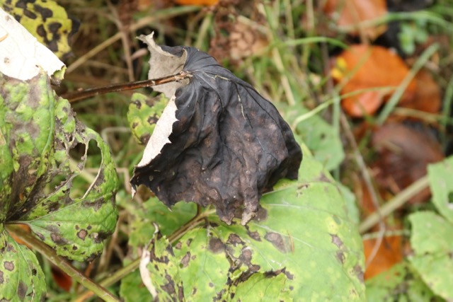 Do terrible 2’s always change to angry&nbsp;adults