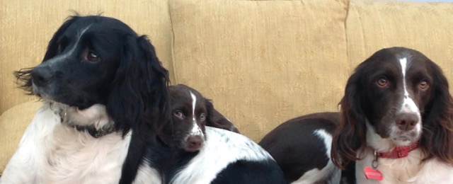 Dogs are a mirror of your&nbsp;thinking