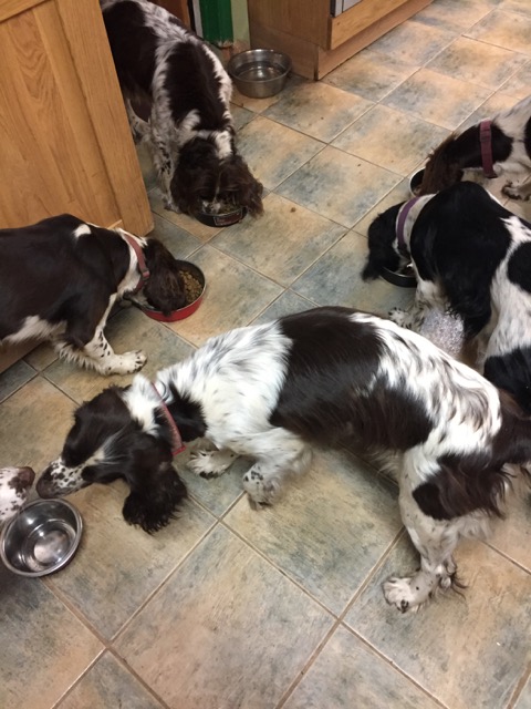 Who’s the alpha dog&nbsp;now?