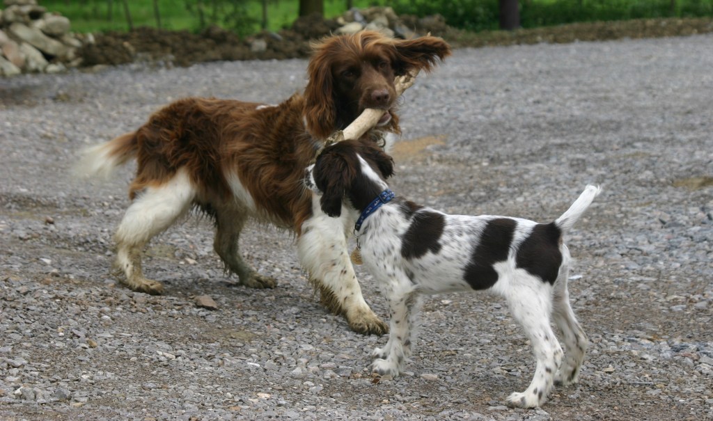 My replacement salbutamol