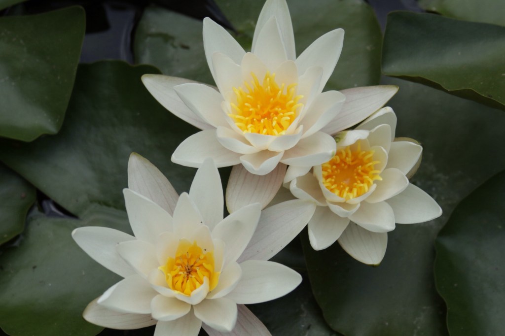 Enjoy and see the&nbsp;beauty