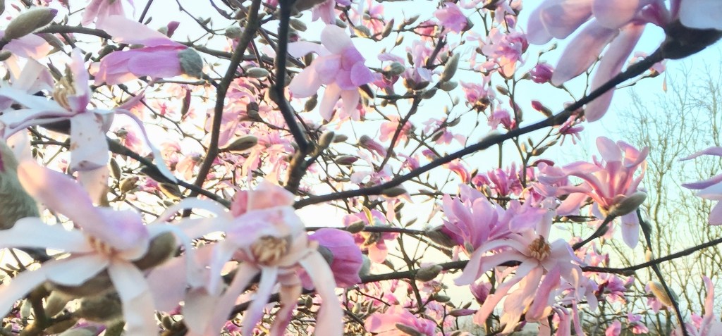 Have you lost your&nbsp;gazelle!